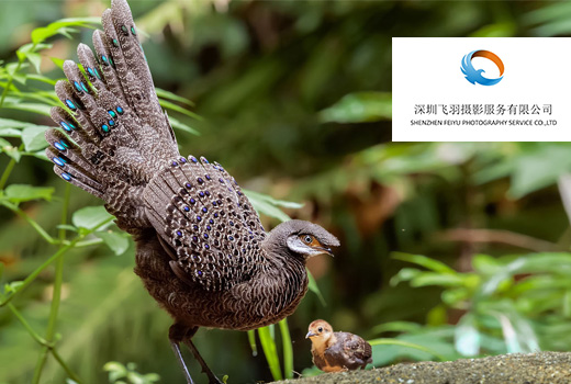 深圳網(wǎng)站建設(shè)案例(飛羽生態(tài)攝影文化傳媒（深圳）有限公司)
